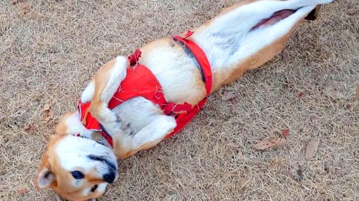 『繰り返します、ドッグランです』→ツッコミどころが多すぎる『犬の過ごし方』がXで話題「ビキニ着てるんかとｗｗ」「予想外な脚の長さ」と爆笑(ブログ)