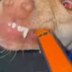 犬が散歩中におしっこをしたので水をかけた結果→なぜか妨害してきて…『まさかの表情』が61万再生「バイオハザードで草」「犬に見えないｗ」(ブログ)