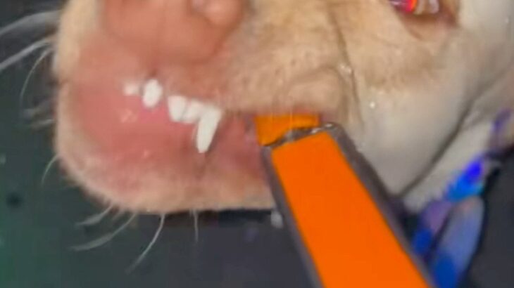 犬が散歩中におしっこをしたので水をかけた結果→なぜか妨害してきて…『まさかの表情』が61万再生「バイオハザードで草」「犬に見えないｗ」(ブログ)