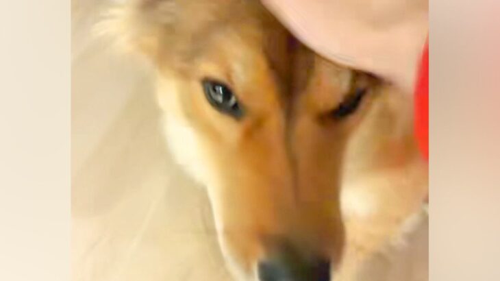 パパが帰ってきても無表情な保護犬→ママが帰ってくると…？あまりにも『温度差が激しすぎる光景』が話題「なんでやｗｗ」「ママラブなのね」(ブログ)