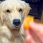 『みかんが嫌いな大型犬』にみかんを投げてみた結果→口の中に入れて…まさかの『吐き出し方』が29万再生「顔がｗｗ」「ずっと見てるの草」(ブログ)