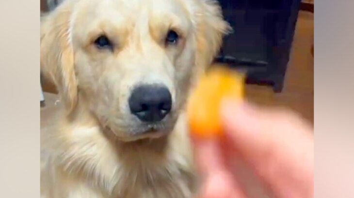 『みかんが嫌いな大型犬』にみかんを投げてみた結果→口の中に入れて…まさかの『吐き出し方』が29万再生「顔がｗｗ」「ずっと見てるの草」(ブログ)