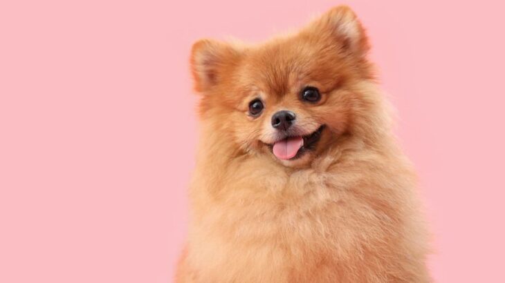 犬が『尊敬している人』にしかみせないサイン5選　リスペクトされるためのポイントまで(ブログ)