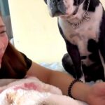 姉がベッドで泣いていたら『近くにいた犬』が、そっと手を重ねて…『思いやりに溢れた行動』に称賛「一生懸命理解しようとしてる」「優しい子」(ブログ)