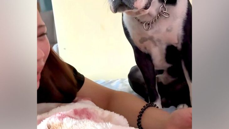 姉がベッドで泣いていたら『近くにいた犬』が、そっと手を重ねて…『思いやりに溢れた行動』に称賛「一生懸命理解しようとしてる」「優しい子」(ブログ)