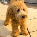 初めて『人間のおへそ』を見た犬→ビビっていたので、お腹を動かしたら…思わず笑う光景が93万再生「犬生1週目ｗｗ」「おもろすぎる」と爆笑(ブログ)