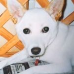 何度も飼い主が変わり『人間不信の犬』をお迎え→大変なことを乗り越えて…涙あふれる『13年後の姿』が185万再生「本当によかった」「立派」(ブログ)