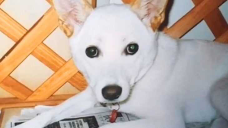 何度も飼い主が変わり『人間不信の犬』をお迎え→大変なことを乗り越えて…涙あふれる『13年後の姿』が185万再生「本当によかった」「立派」(ブログ)