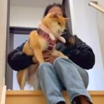 月1に一度の『犬が動物病院へ行く日』→入口を抜けた瞬間『危険な場所だ』と思い出して…突然ビビりだす光景が12万再生「気づくの可愛いｗｗ」(ブログ)