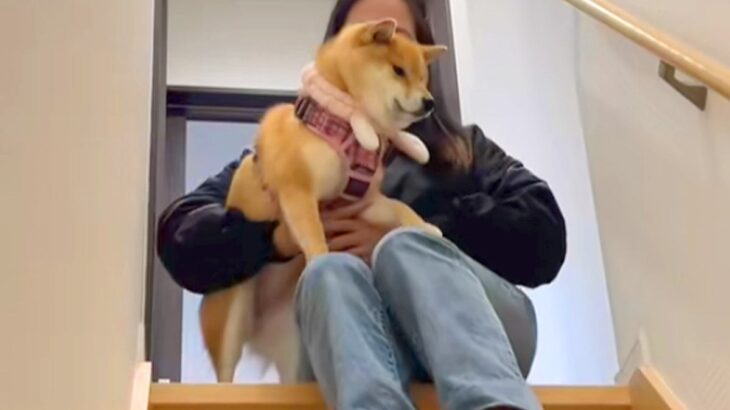 月1に一度の『犬が動物病院へ行く日』→入口を抜けた瞬間『危険な場所だ』と思い出して…突然ビビりだす光景が12万再生「気づくの可愛いｗｗ」(ブログ)