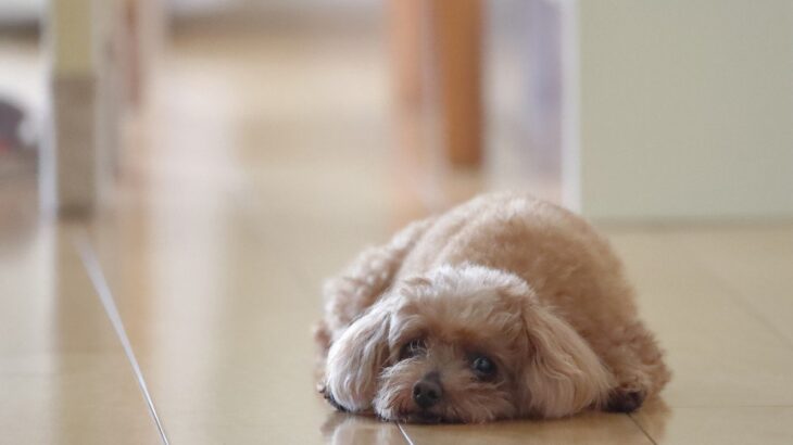 犬が『突然立てなくなる』原因5つ　危険な症状や今すぐに病院へ行くべき状況まで(ブログ)