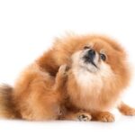 犬が『体を痒がる』4つの原因　執拗に皮膚を掻いてしまうときにできることまで(ブログ)