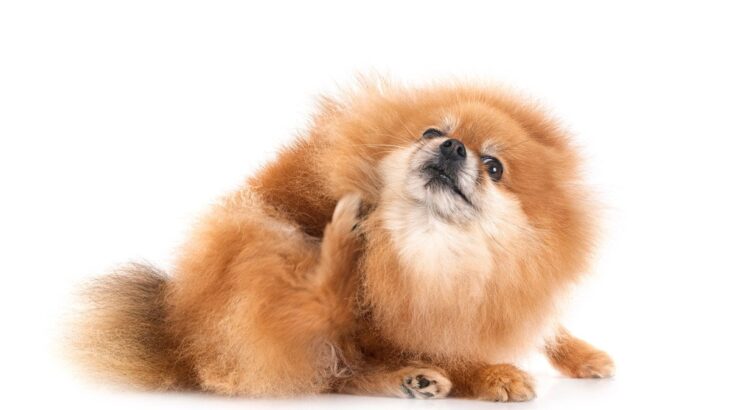 犬が『体を痒がる』4つの原因　執拗に皮膚を掻いてしまうときにできることまで(ブログ)