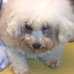 人を怖がり触れることもできなかった繁殖引退犬→4年間愛情を注ぎ続けたら…涙が止まらない『現在の姿』に感動「素敵」「本当に幸せそう」(ブログ)