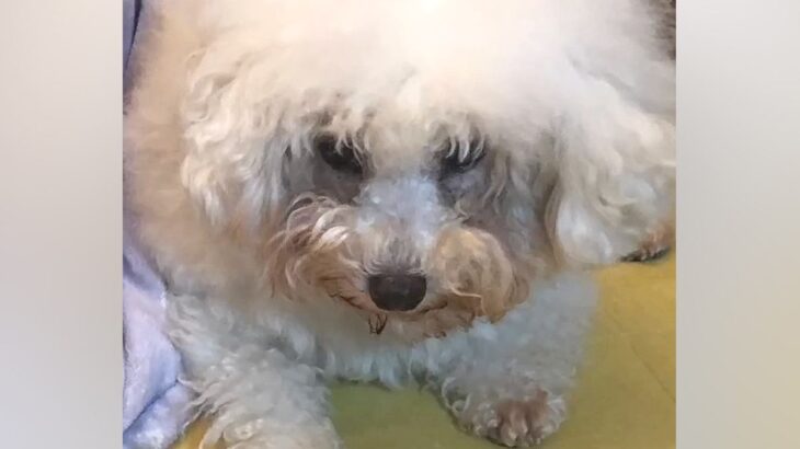 人を怖がり触れることもできなかった繁殖引退犬→4年間愛情を注ぎ続けたら…涙が止まらない『現在の姿』に感動「素敵」「本当に幸せそう」(ブログ)