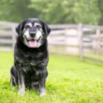 【獣医師執筆】「認知症」は長生きの証拠！実はおうちの子も認知症の傾向があるのかも？(ブログ)