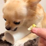 トイレットペーパーを『全力で守る』チワワ→『レタスと交換しよう』と差し出した結果…態度の急変が36万再生「可愛すぎるｗ」「あるあるｗ」(ブログ)