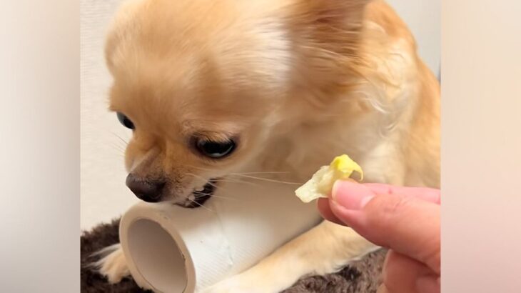 トイレットペーパーを『全力で守る』チワワ→『レタスと交換しよう』と差し出した結果…態度の急変が36万再生「可愛すぎるｗ」「あるあるｗ」(ブログ)