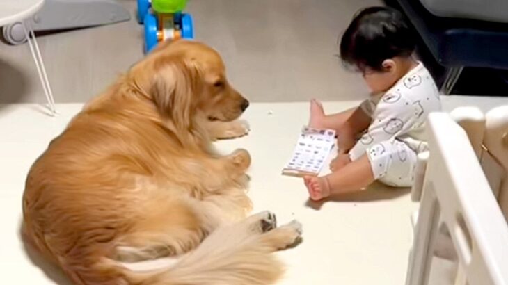 『流行りのシール交換』を1歳の子供が大型犬とした結果→『付き合ってあげる姿』が優しすぎると34万再生「面倒見てる…」「なんて愛おしい」(ブログ)