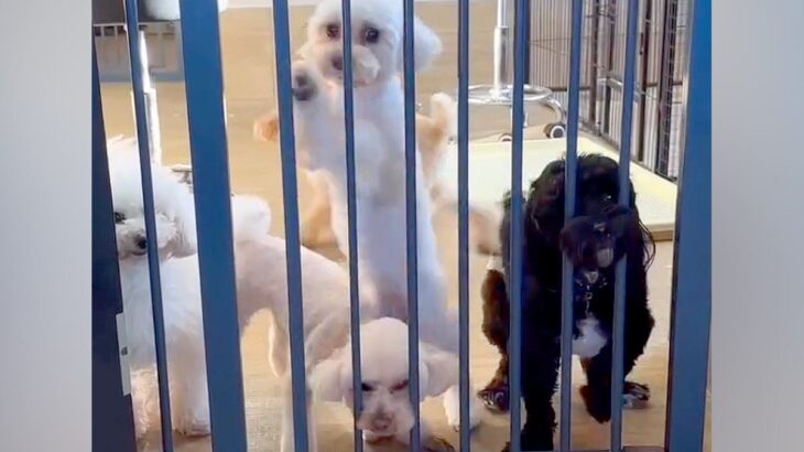 トリミングサロンへ２匹の犬をお迎えに→店員さんがゲートを開けた瞬間…まるでコントのような『悲劇』が80万再生「可愛いｗｗｗ」「爆笑ｗｗ」(ブログ)