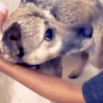 人間に一度も優しくされたことのない『心を閉ざした保護犬』を家族に…初めて『タオルで包まれた瞬間』が286万再生「表情が違う…」「涙出た」(ブログ)