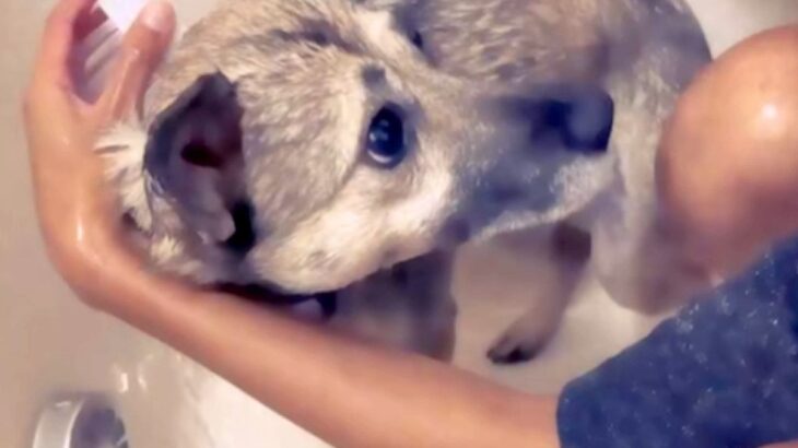 人間に一度も優しくされたことのない『心を閉ざした保護犬』を家族に…初めて『タオルで包まれた瞬間』が286万再生「表情が違う…」「涙出た」(ブログ)
