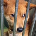 飼い主に捨てられ、殺処分を待つ『怯えた顔の犬』…保護後に見せた『本当の表情』に涙が出ると81万再生「こんな変わるのか」「頭が上がらない」(ブログ)