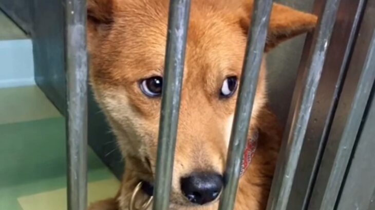 飼い主に捨てられ、殺処分を待つ『怯えた顔の犬』…保護後に見せた『本当の表情』に涙が出ると81万再生「こんな変わるのか」「頭が上がらない」(ブログ)