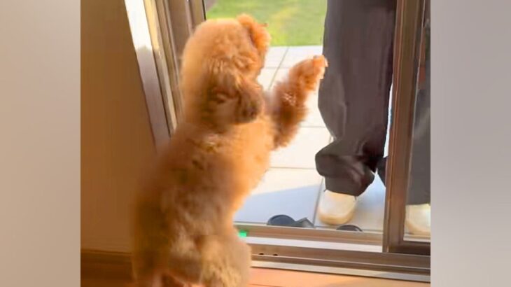 『大好きなお友だち』が家にきたら、犬が大興奮してしまい…全力すぎる『いらっしゃい』が8万再生「一番嬉しいやつ」「興奮度がハンパないｗ」(ブログ)