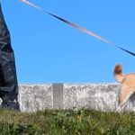 青空の下、散歩している犬→立ち止まったかと思ったら…清々しさを感じる『帰宅拒否』が35万表示「センス高い拒否柴ｗ」「凛としてて草」と爆笑(ブログ)