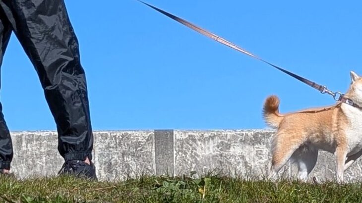 青空の下、散歩している犬→立ち止まったかと思ったら…清々しさを感じる『帰宅拒否』が35万表示「センス高い拒否柴ｗ」「凛としてて草」と爆笑(ブログ)