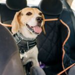 犬を車に乗せるときのNG行為4つ　愛犬とのドライブ前に確認すべきこととは？(ブログ)