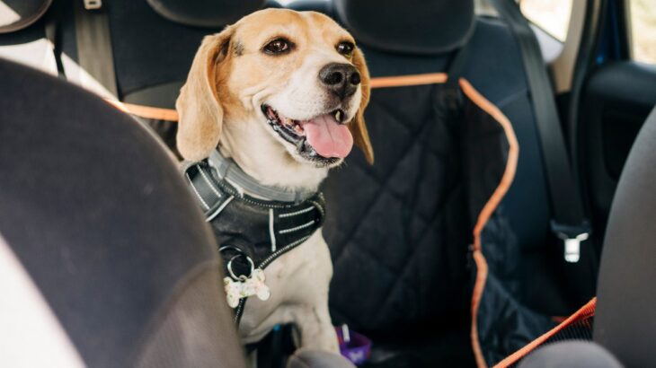 犬を車に乗せるときのNG行為4つ　愛犬とのドライブ前に確認すべきこととは？(ブログ)