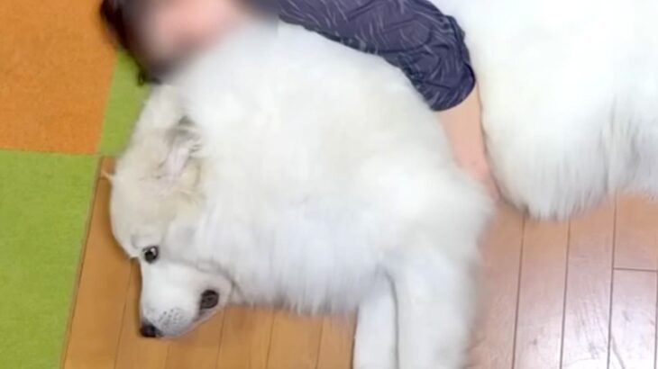 超大型犬が『家族に愛され過ぎた』結果→『まさかの役割』が羨ましすぎると601万再生の大反響「ほんと人間みたい」「安心なんだね」と絶賛続々(ブログ)