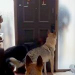 パパの車の音が聞こえると、３匹の大型犬がソワソワし始めて…『おかえりなさいの光景』が幸せすぎると反響「ずっと見ていられる」「嬉しいよね」(ブログ)