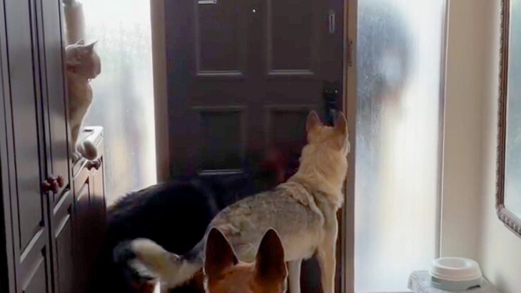 パパの車の音が聞こえると、３匹の大型犬がソワソワし始めて…『おかえりなさいの光景』が幸せすぎると反響「ずっと見ていられる」「嬉しいよね」(ブログ)