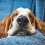 犬の『鼻が濡れている』ワケとは？常に湿っているけど大丈夫？注意すべき状態まで(ブログ)