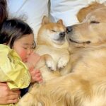 『ねんねするよ』2匹の犬と1歳の女の子が一緒に転がった結果→『あまりにも尊い光景』が22万再生「なんて幸せな家族…」「癒される」と絶賛(ブログ)