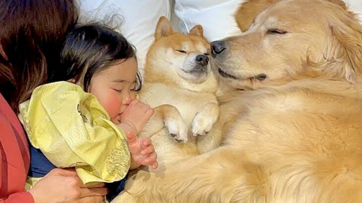 『ねんねするよ』2匹の犬と1歳の女の子が一緒に転がった結果→『あまりにも尊い光景』が22万再生「なんて幸せな家族…」「癒される」と絶賛(ブログ)