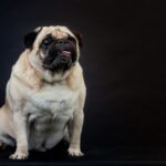 犬が『超苦手に感じるニオイ』5選　体への影響や暮らしの中で気をつけるべきことまで(ブログ)