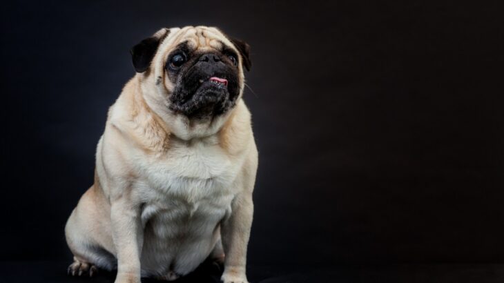 犬が『超苦手に感じるニオイ』5選　体への影響や暮らしの中で気をつけるべきことまで(ブログ)