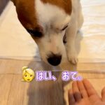 『お手』と伝えても言うことをきかない犬→横で見ていた姉犬が…思いもよらない『まさかの行動』に称賛の声「ほんとに健気」「表情が良すぎる」(ブログ)