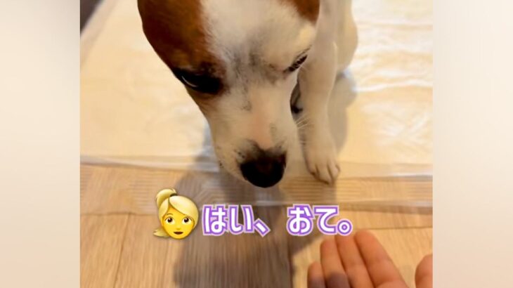 『お手』と伝えても言うことをきかない犬→横で見ていた姉犬が…思いもよらない『まさかの行動』に称賛の声「ほんとに健気」「表情が良すぎる」(ブログ)