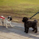 犬嫌いなワンコへの『絶対NG行為』3つ　苦手になってしまう原因や慣れさせるコツまで(ブログ)