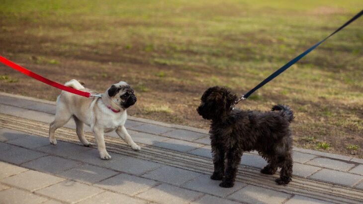 犬嫌いなワンコへの『絶対NG行為』3つ　苦手になってしまう原因や慣れさせるコツまで(ブログ)