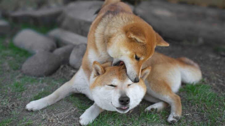 犬の『遊びと喧嘩』違いを判断する方法とは？犬同士を引き離そうとするときに注意すべきことまで(ブログ)