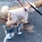 犬たちとお散歩中、なぜか『野良の子猫』が近づいてきて…嘘のような『運命的な出会いの光景』が35万再生「なにか会話してる」「幸せになって」(ブログ)