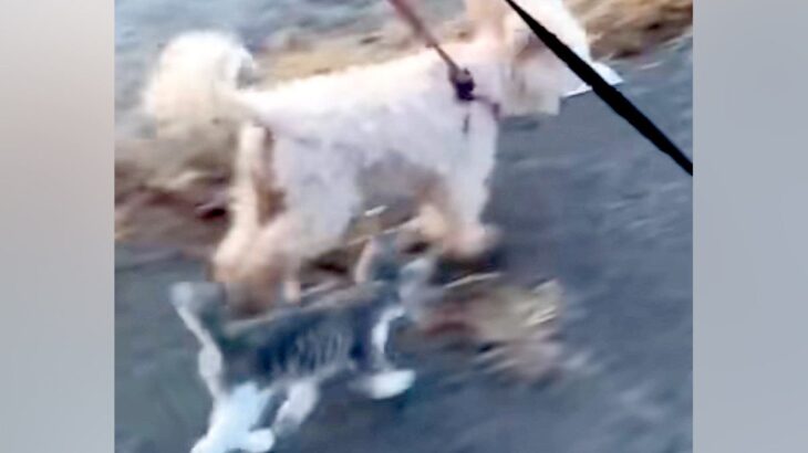 犬たちとお散歩中、なぜか『野良の子猫』が近づいてきて…嘘のような『運命的な出会いの光景』が35万再生「なにか会話してる」「幸せになって」(ブログ)