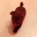 『本当に同じ犬…？』小さくて可愛らしい子犬→10年後の現在は…『衝撃的な変化』が102万再生「面影なさすぎて草」「誰かわからんｗｗ」(ブログ)