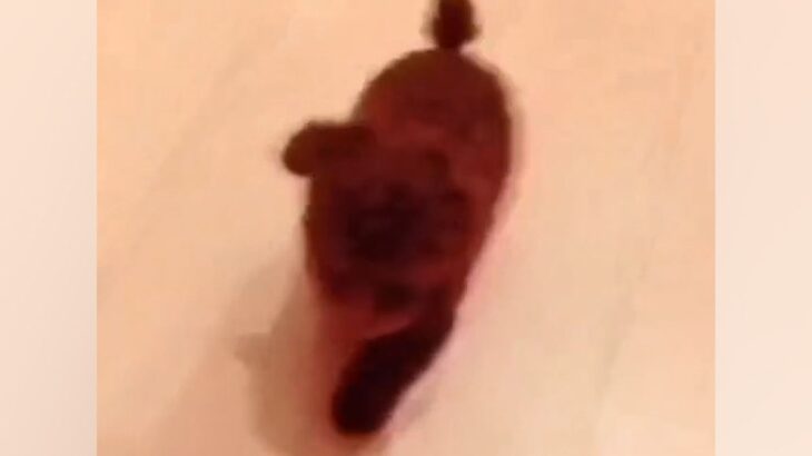 『本当に同じ犬…？』小さくて可愛らしい子犬→10年後の現在は…『衝撃的な変化』が102万再生「面影なさすぎて草」「誰かわからんｗｗ」(ブログ)